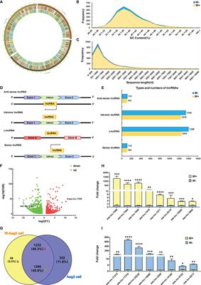 Wolbachia Utilizes lncRNAs to Activate the Anti-Dengue Toll Pathway and Balance Reactive Oxygen Species Stress in Aedes aegypti Through a Competitive Endogenous RNA Network